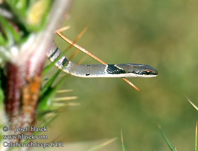 Coluber rubriceps 6491 DE: Rötliche Zornnatter RU: красноголовый полоз TR: Toros yılanı CZ: štíhlovka obojková 