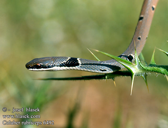 Coluber rubriceps 6492 DE: Rötliche Zornnatter RU: красноголовый полоз TR: Toros yılanı CZ: štíhlovka obojková 