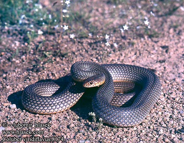 Coluber viridiflavus 8174 DE: Gelbgrüne Zornnatter UK: Western Whip Snake ES: Culebra verdiamarilla IT: biacco CZ: štíhlovka žlutozelená FR: Couleuvre verte et jaune SK: užovka žltozelená HU: Sárgászöld haragossikló RU: Полоз жёлто-зелёный 