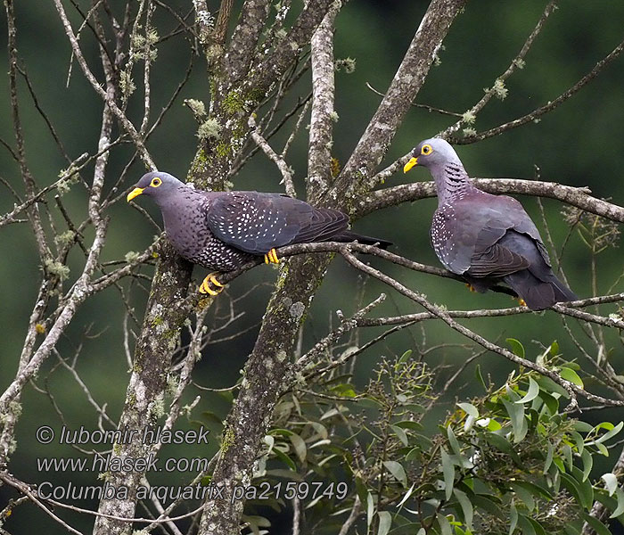 Columba arquatrix 黄眼鸽 Holub olivový Oliventaube Olivendue