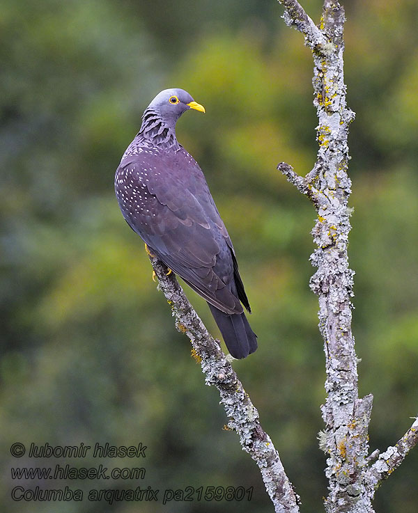 Columba arquatrix African Olive-Pigeon Paloma Ojigualda Oliivikyyhky