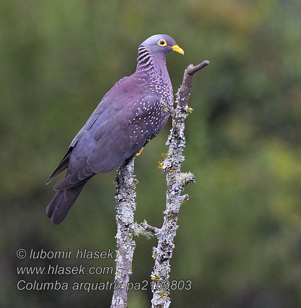 Columba arquatrix Pigeon rameron Piccione oliva afri オリーブバト