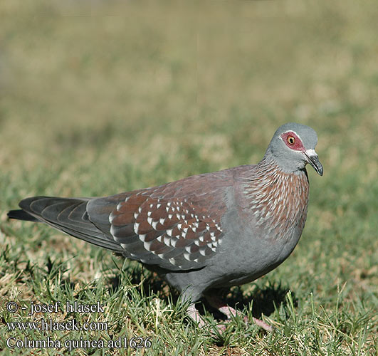 Columba guinea Speckled Pigeon Afrikantäpläkyyhky Pigeon roussard