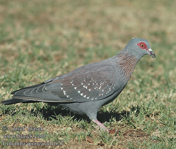 Pigeon roussard Guineaduif Gespikkelde duif Colomba Guinea Csíkosnyakú galamb