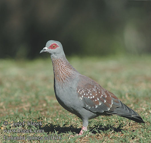 Guineataube Gołąb gwinejski okularowy Holub skvrnitý Paloma Guinea