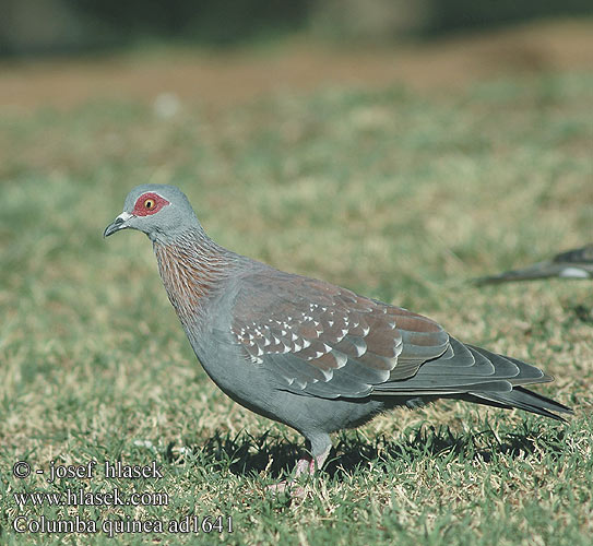 Columba guinea ad1641