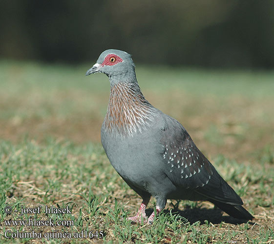 Columba guinea ad1645