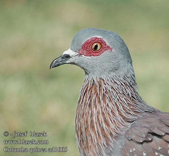 Holub bodkavokrídly Spragledue Columba guinea Speckled Pigeon Afrikantäpläkyyhky