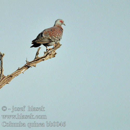 Columba guinea bb0046