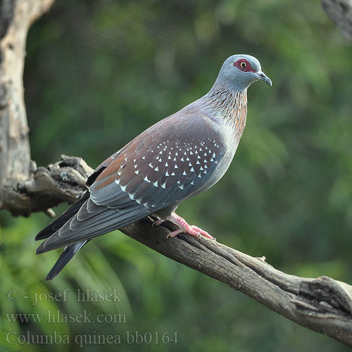 Columba guinea bb0164