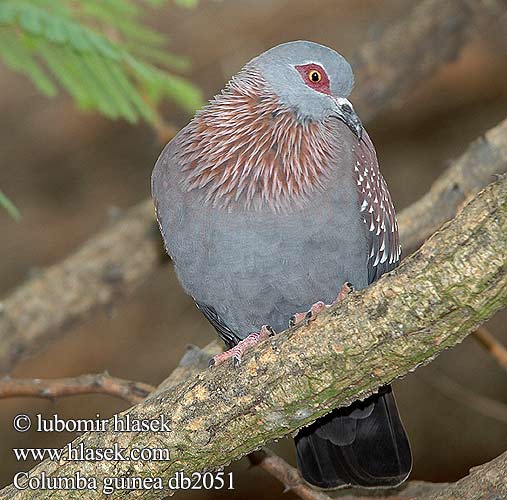 Speckled Pigeon Afrikantäpläkyyhky Pigeon roussard Guineaduif Gespikkelde duif