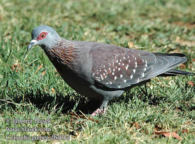 Guineaduif Gespikkelde duif Colomba Guinea Csíkosnyakú galamb