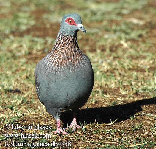 Columba guinea db4558