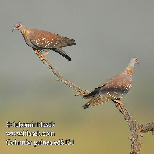 Kransduif Bosduif Leebarope Leeba Guineadue ウロコカワラバ