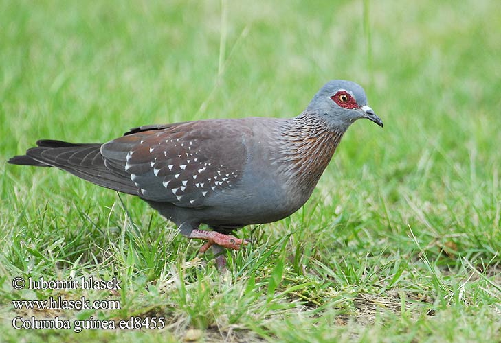 ウロコカワラバト Pombo guine Крапчатый голубь