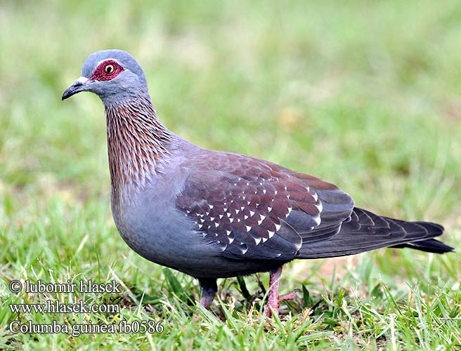 Pombo guine Крапчатый голубь Holub bodkavokrídly