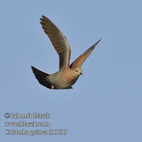 Крапчатый голубь Holub bodkavokrídly Spragledue Columba guinea