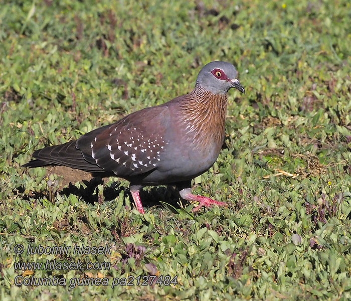 Columba guinea