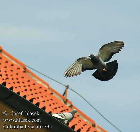 Columba livia Rock Dove Klippedue Kesykyyhky Pigeon biset