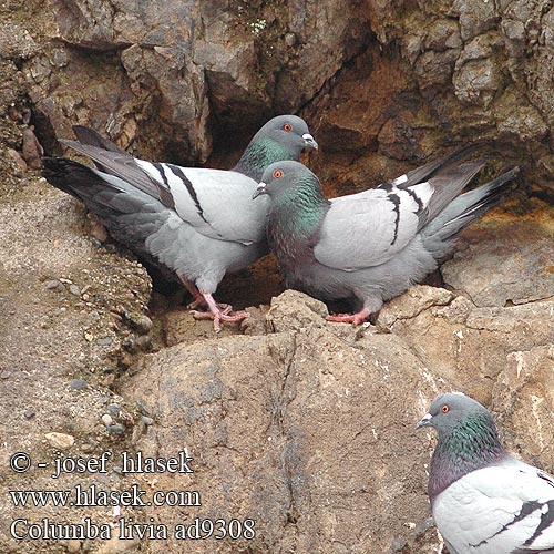 Columba livia ad9308