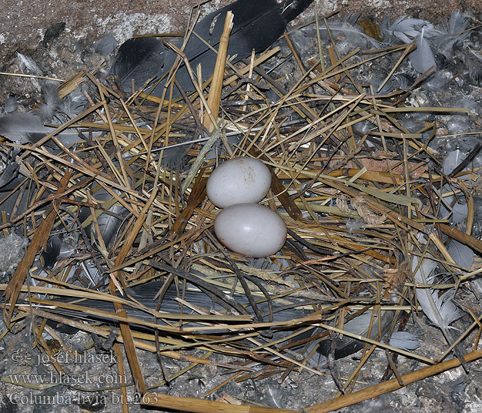 Eggs Vejce Hnízdo Columba livia Holub skalní