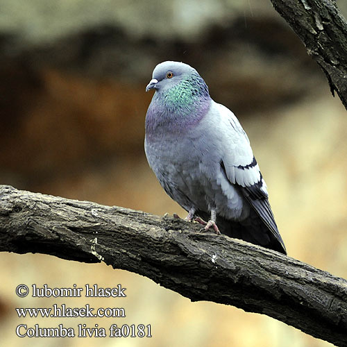 Columba livia fa0181