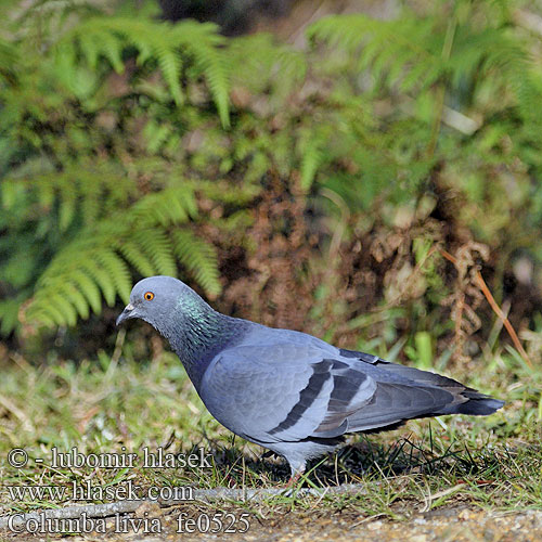 יונת סלעים Mada pura Columba livia Rock Dove