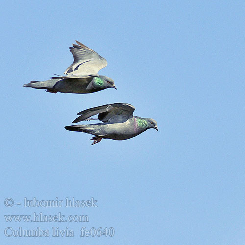 Columba livia fe0640