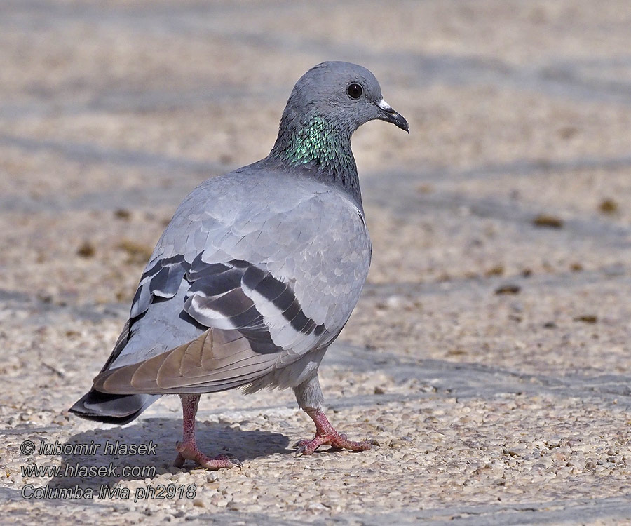 Columba livia