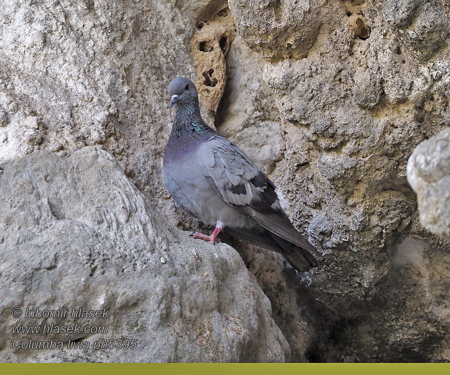 Columba livia