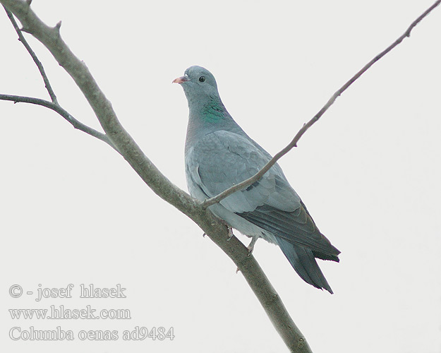 Columba oenas Stock Dove Pigeon Huldue Uuttukyyhky colombin