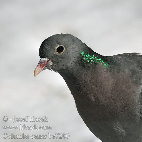 Stock Dove Pigeon Huldue Uuttukyyhky colombin