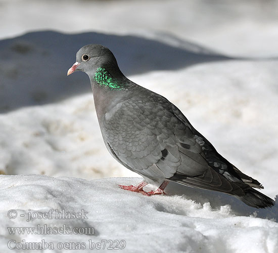 Columba oenas be7229