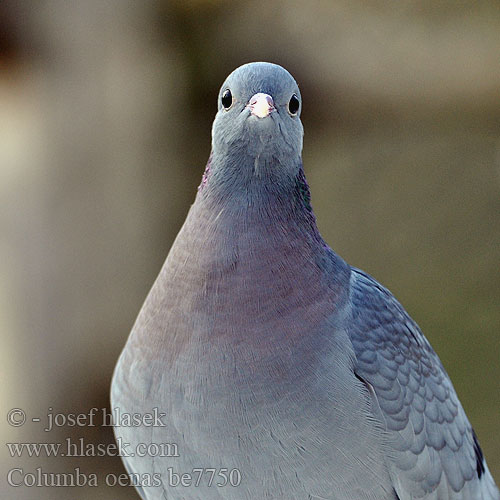 Columba oenas be7750