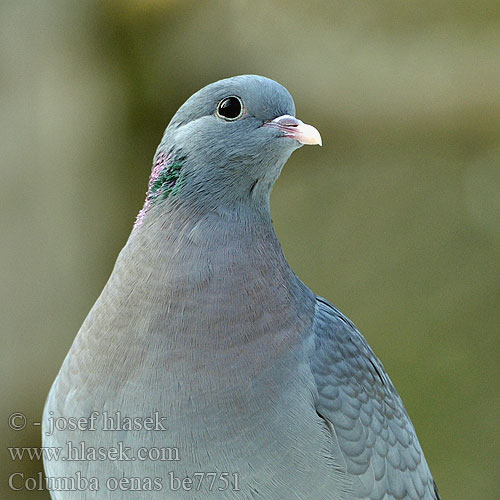 Columba oenas be7751