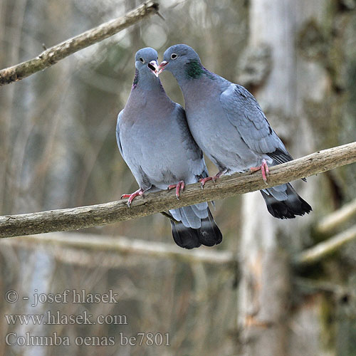 Columba oenas be7801