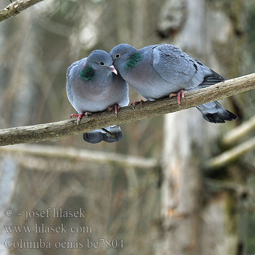 Columba oenas be7804