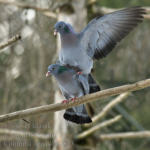 Columba oenas be7823