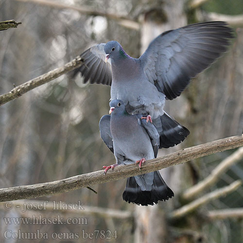 Columba oenas be7824