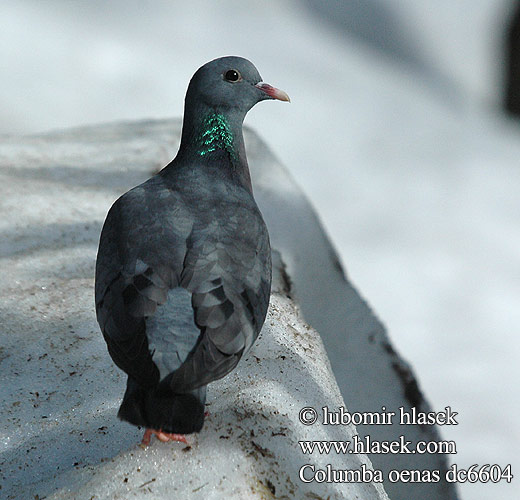 Columba oenas dc6604