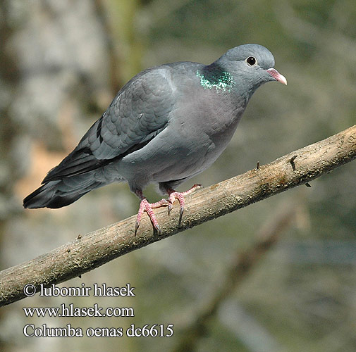 Columba oenas dc6615