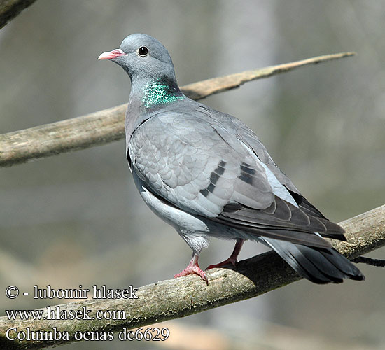 Columba oenas dc6629