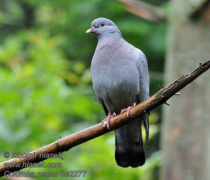 Pigeon colombin