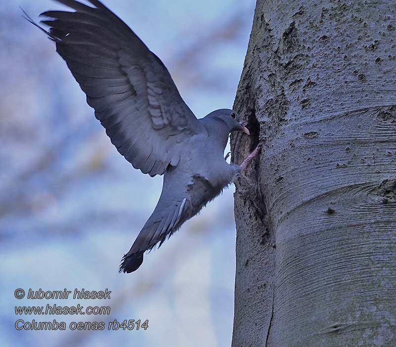 Skogdue 欧鸽 Клинтух ヒメモリバColumba oenas