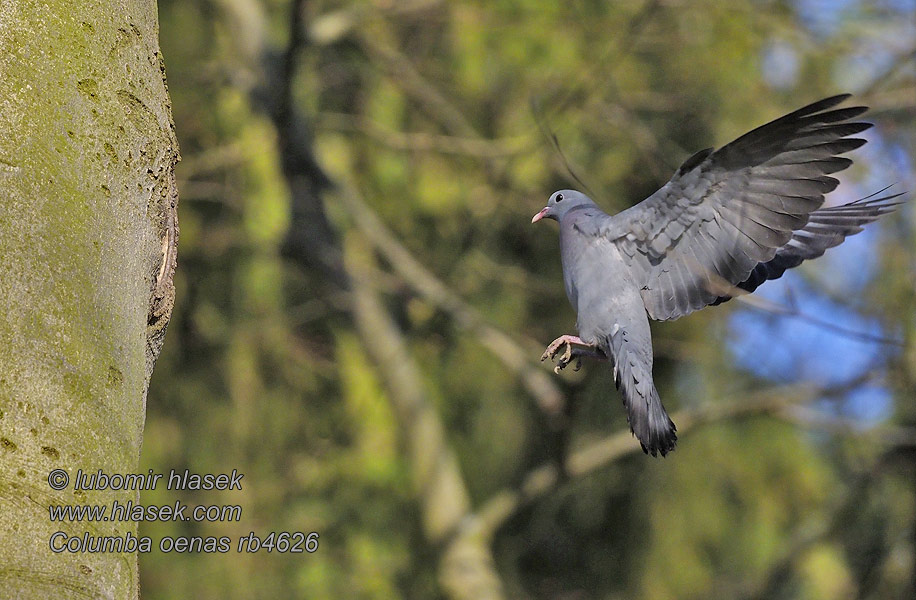 Paloma Zurita Skogsduva Porumbel scorbura Columba oenas