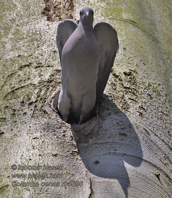 Stock Dove Pigeon Huldue Uuttukyyhky colombin Columba oenas