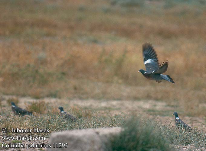 Columba palumbus Woodpigeon Ringeltaube Pigeon ramier