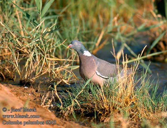 Columba palumbus 6843