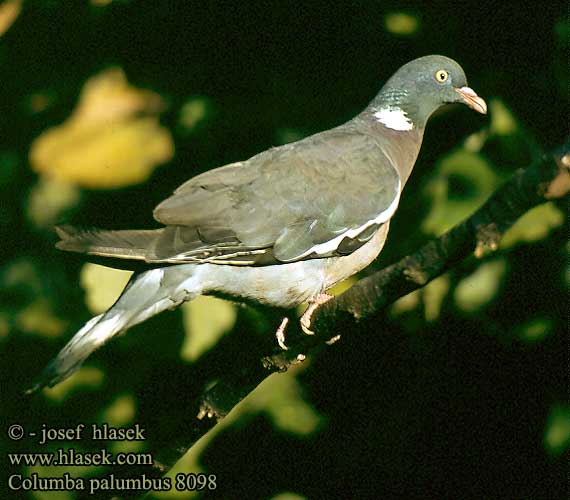 Columba palumbus 8098