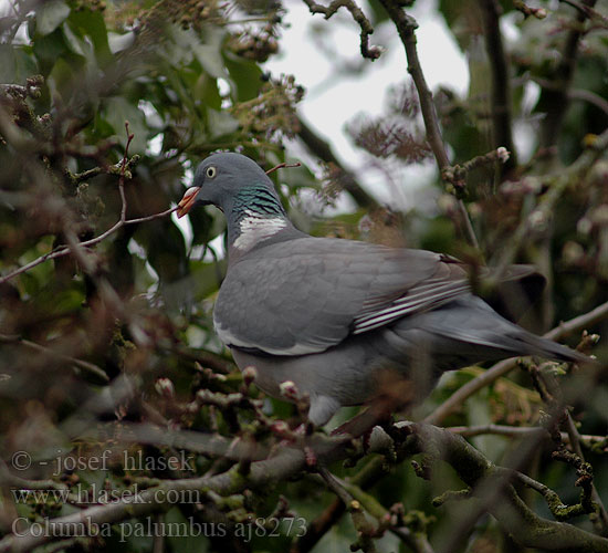 Columba palumbus aj8273